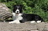 BORDER COLLIE 582